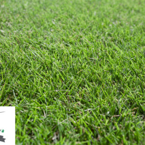 Speedy Couch Seed Sapar Landscaping Supplies