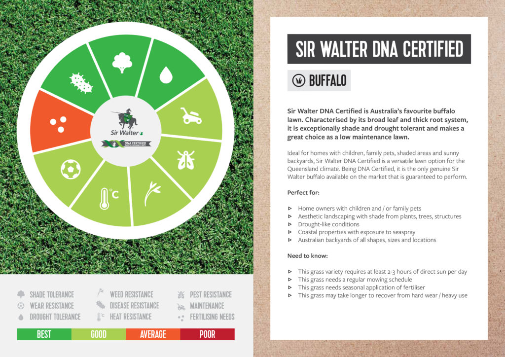 Sir Walter Buffalo DNA Certified Sapar Landscaping Supplies